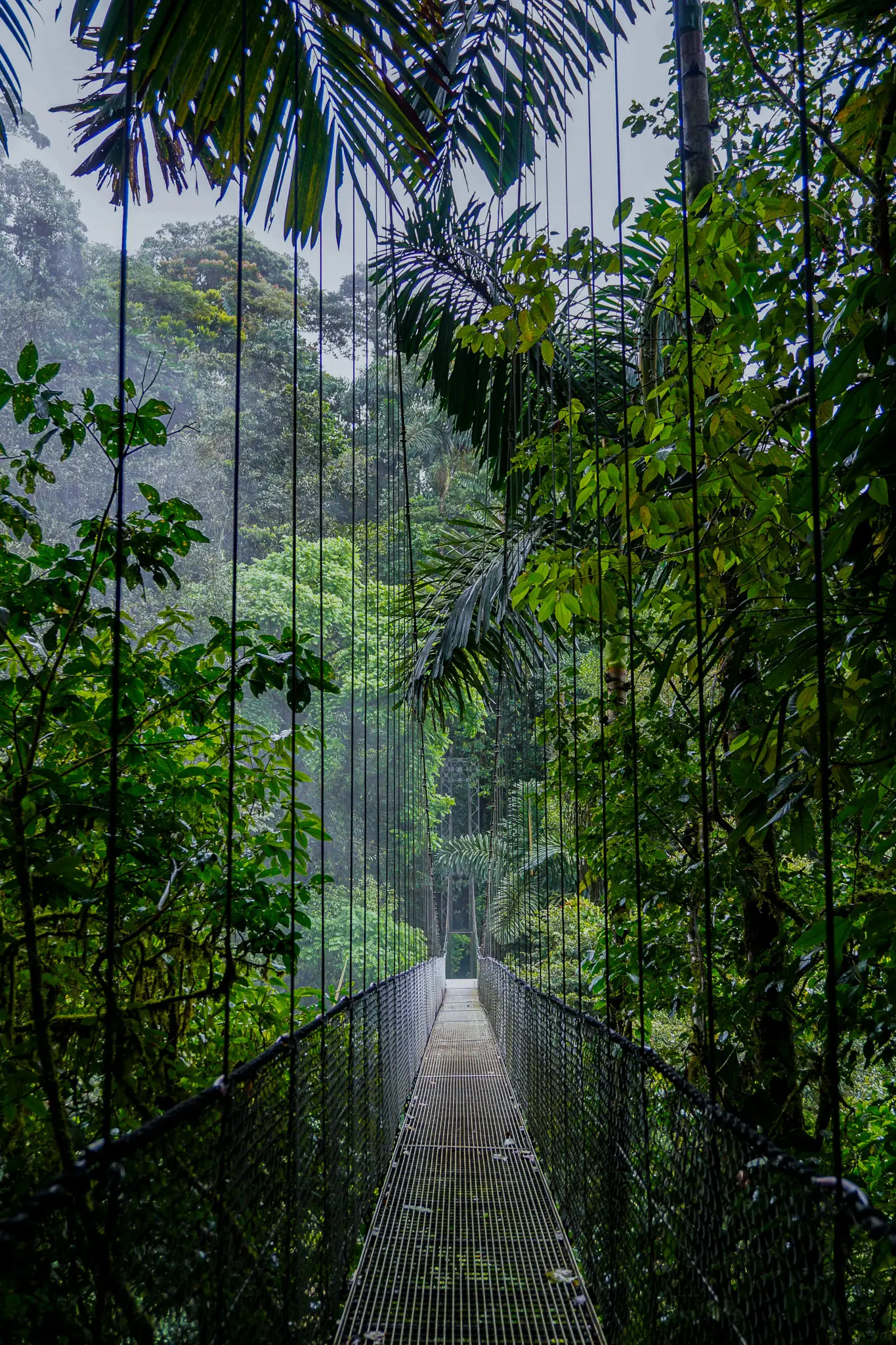 Hanging bridge crossing through the rainforest canopy
